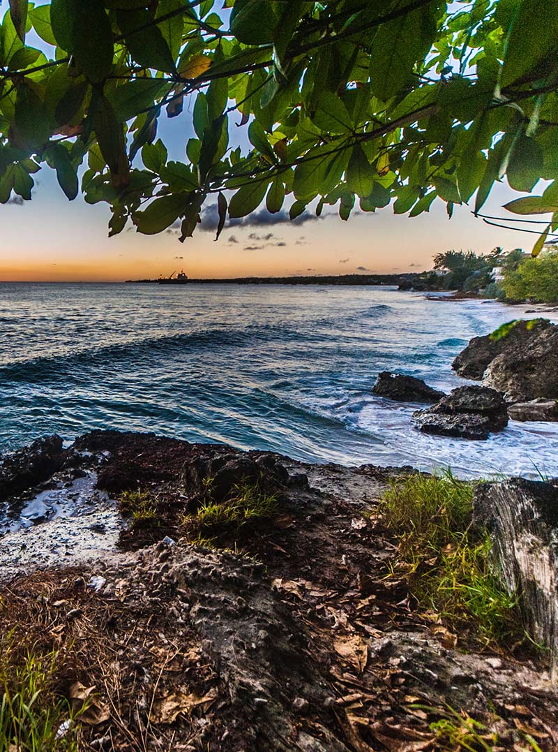 vista su baia marina con rocce sotto le fronde di un albero
