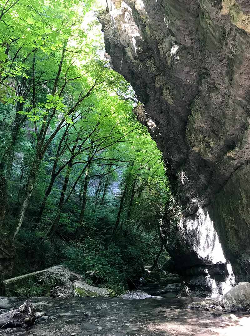 parete rocciosa in un bosco