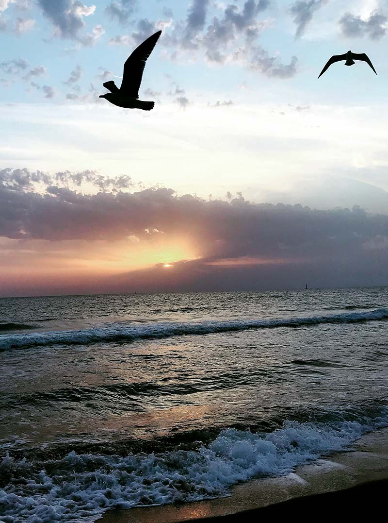 due gabbiani volano sulla riva del mare al tramonto