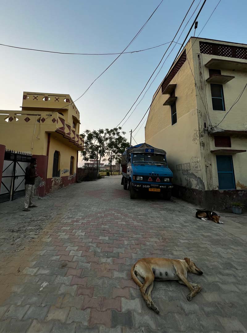 Un cane addormentato su una via in un villaggio indiano