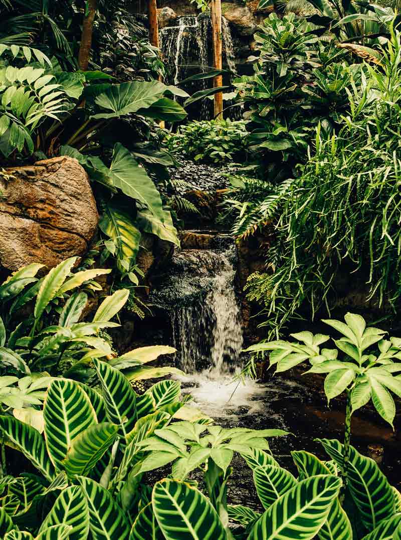 giardino con piante tropicali e piccola cascata di acqua